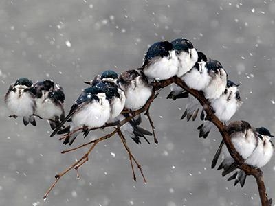 Лучшие фотографии природы 2012 годаМногие фотографии природы, а также живых существ, населяющих нашу планету, взяты из галереи «The Natural World», для которой были отобраны лучшие снимки животных и окружающей среды, поступавшие из различных источников в - 6