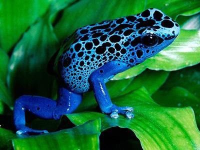 Les 10 animaux les plus venimeux de la planète - 5