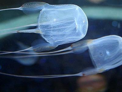 Die Top 10 giftigsten Tiere der Erde