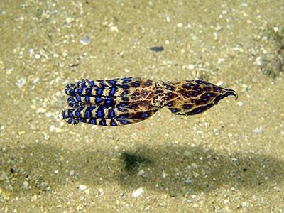 Les 10 animaux les plus venimeux de la planète - 6