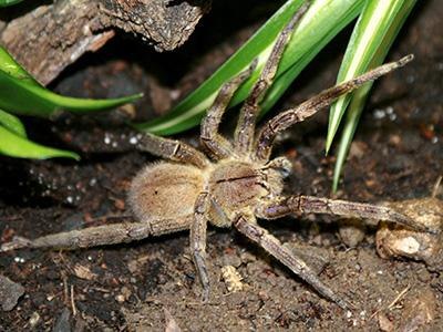 Les 10 animaux les plus venimeux de la planète - 8