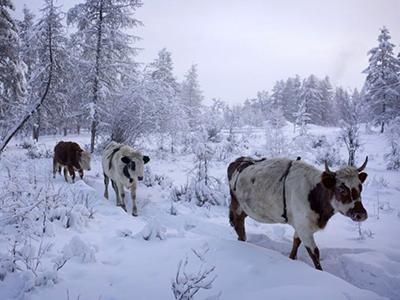 Das Dorf Oymyakon – der kälteste Ort der Welt - 6
