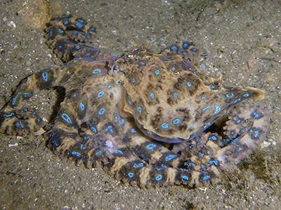 Les 10 animaux les plus venimeux de la planète - 7