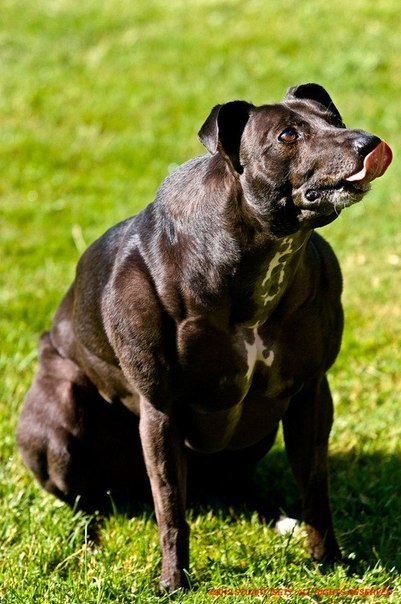 Dieser erstaunliche Hund mit dem Aussehen eines „Schwans“ auf den Fotos ist keineswegs das Ergebnis geschickter Handwerkskünste oder Photoshop-Bearbeitungen – es handelt sich um einen echten Whippet. Der Whippet ist eine kleine englische Jagdhundrasse. Der Whippet mit dem Namen „Big Wendy“ ist das Ergebnis eines genetischen Fehlers in der Funktion der Muskulatur. - 5