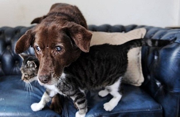 Eine Katze wurde der Führer eines blinden Hundes