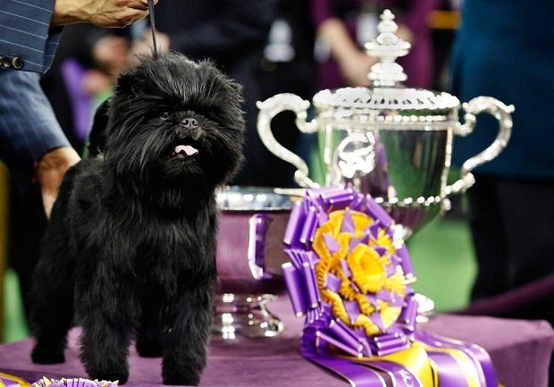 In den USA wurde der schönste Hund gewählt<br>Der schönste Hund der USA ist ein kleiner Affenpinscher mit dem Namen Banana-Jo. Dieser Titel wurde ihm bei einem Wettbewerb verliehen, der im Rahmen der 137. Internationalen Ausstellung des Westminster Kennel Club stattfand. <br>Ein schwarzer neunjähriger Rüde mit einem affenähnlichen Gesichtsausdruck wurde in seiner Untergruppe als bester ausgezeichnet und besiegte anschließend sieben weitere Finalisten. Unter diesen waren amerikanischer Foxhound, 