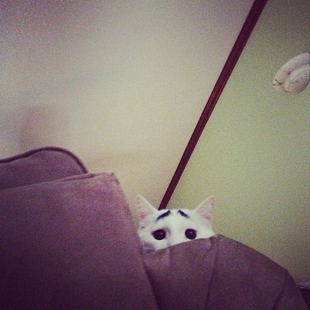 Der Katze mit den Augenbrauen wurde weltberühmt