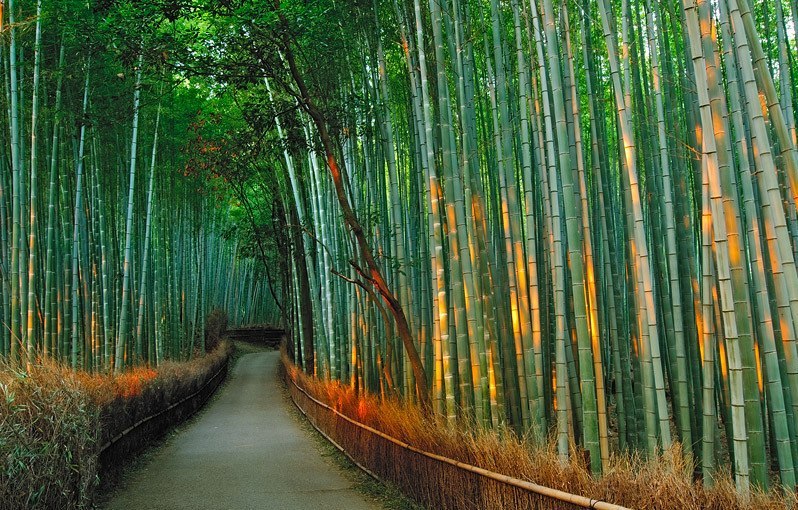 Ce tunnel est situé dans la forêt de bambous d'Arashiyama à Kyoto, au Japon