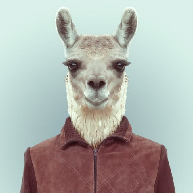 Tierporträts – eine lustige Serie des Fotografen aus Barcelona, Yago Partal, der die Tiere in menschliche Kostüme gekleidet hat - 6