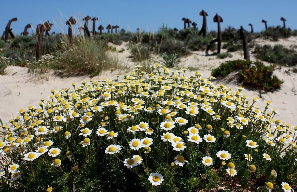 「Cemetery of Anchors」 – that's how the Portuguese call the cemetery where anchors are laid to rest on one of the beaches of Tavira Island,</td>\n  "home_text": "<p>Tavira Island is a bustling fishing port where, for centuries, local residents have been catching tuna. The fishing technique was invented by the Phoenicians: they used large nets attached to anchors to catch their prey. For a long time, the fishing industry sustained the island's population until the natural resources of its coastal  - 5