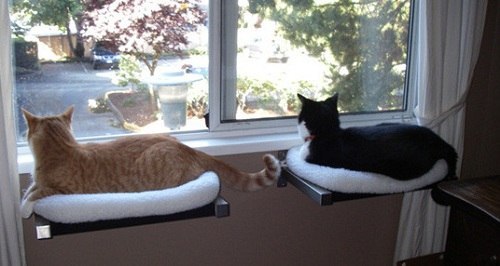 Décoration pour chats - 7