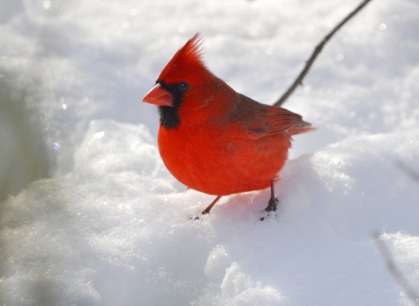 The Brightest Birds of the Planet - 7
