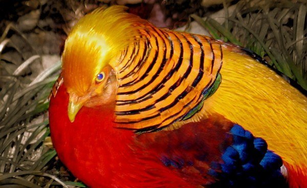 The Brightest Birds of the Planet - 6
