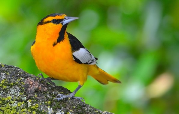 Día Internacional de las Aves