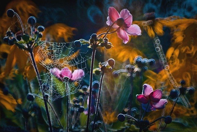 Prace bajkowe polskiej makrofotografki Magdaleny Wasięczek. Niezwykła retusz foto, oryginalne efekty i niesamowita piękno bokeh oddzielają styl tej fotografa - 8