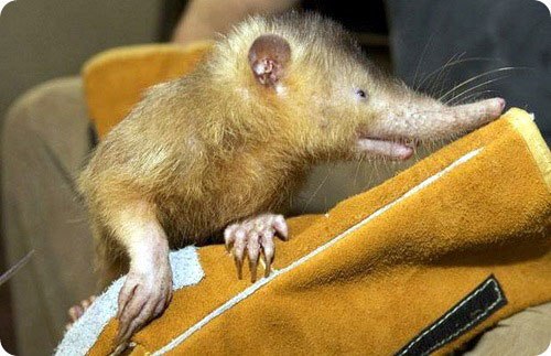 Zdziwczajne i rzadkie zwierzęta naszej planety