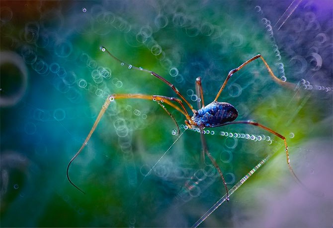 Prace bajkowe polskiej makrofotografki Magdaleny Wasięczek. Niezwykła retusz foto, oryginalne efekty i niesamowita piękno bokeh oddzielają styl tej fotografa - 6