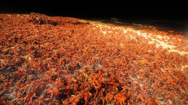 Migracja krabów na wyspie Bożego Narodzenia - 7