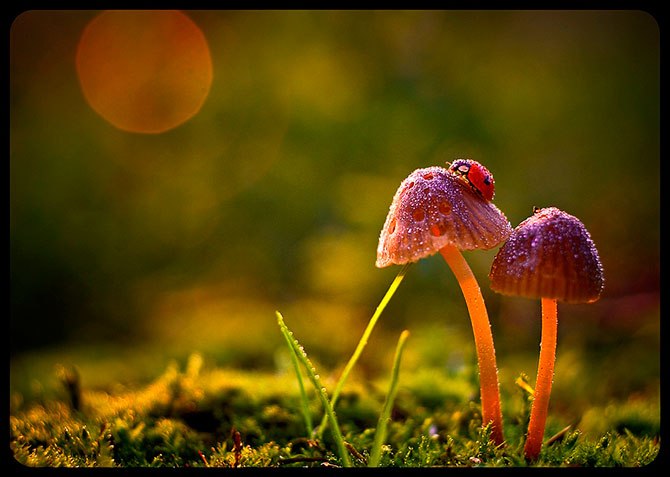 Prace bajkowe polskiej makrofotografki Magdaleny Wasięczek. Niezwykła retusz foto, oryginalne efekty i niesamowita piękno bokeh oddzielają styl tej fotografa - 5