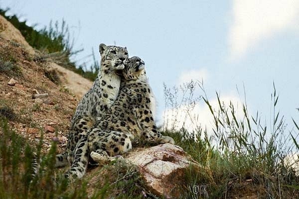 Wszystkie stworzenia są podległe miłości