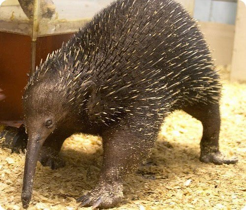 Zdziwczajne i rzadkie zwierzęta naszej planety - 5