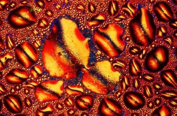 Bebidas alcohólicas bajo el microscopio - 6