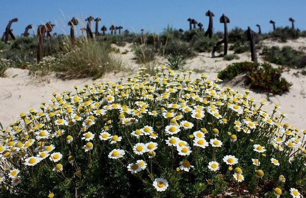 “塔维拉岛的锚地墓园”——葡萄牙人如此称呼这座位于塔维拉岛某海滩上的锚地墓园， - 5