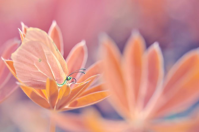 Prace bajkowe polskiej makrofotografki Magdaleny Wasięczek. Niezwykła retusz foto, oryginalne efekty i niesamowita piękno bokeh oddzielają styl tej fotografa - 7