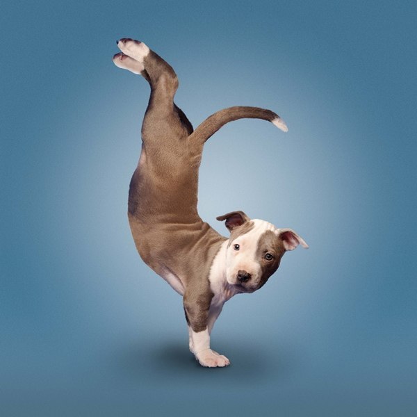 Joga dla zwierząt od fotografa Dana Borrisa - 5