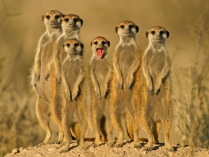 Сурикаты – зверьки, вызывающие улыбку
