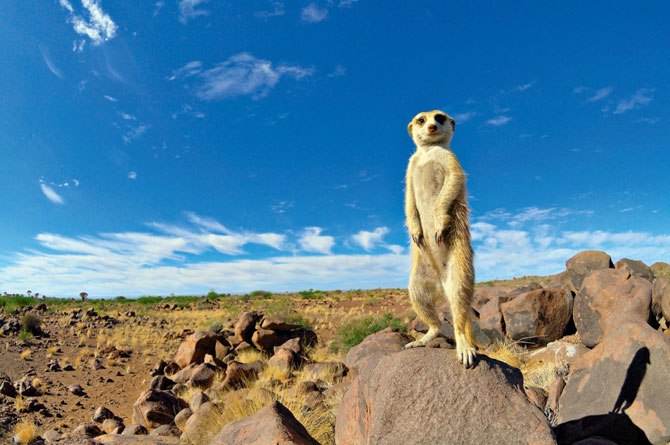 松鼠猴——带来微笑的动物 - 5