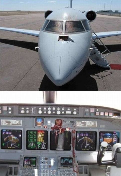 鸟儿与飞机，未曾共享同一片天空