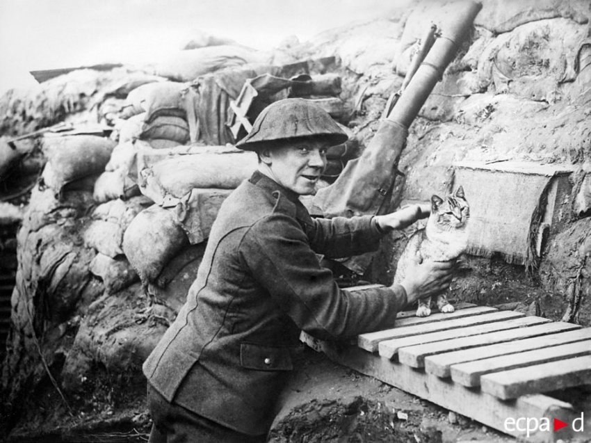 一系列来自不同战争时期的照片，其中都出现了猫的身影。