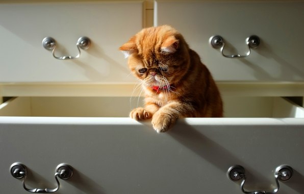 142 lata temu w Londynie, w Krystalnym Palacie, odbyła się pierwsza na świecie wystawa kotów. 13 lipca 1871 roku w londyńskim Krystalnym Palacie zorganizowano pierwszą na świcie wystawę kotów. Organizatorem był Harrison Ware – znany ilustrator zwierząt.