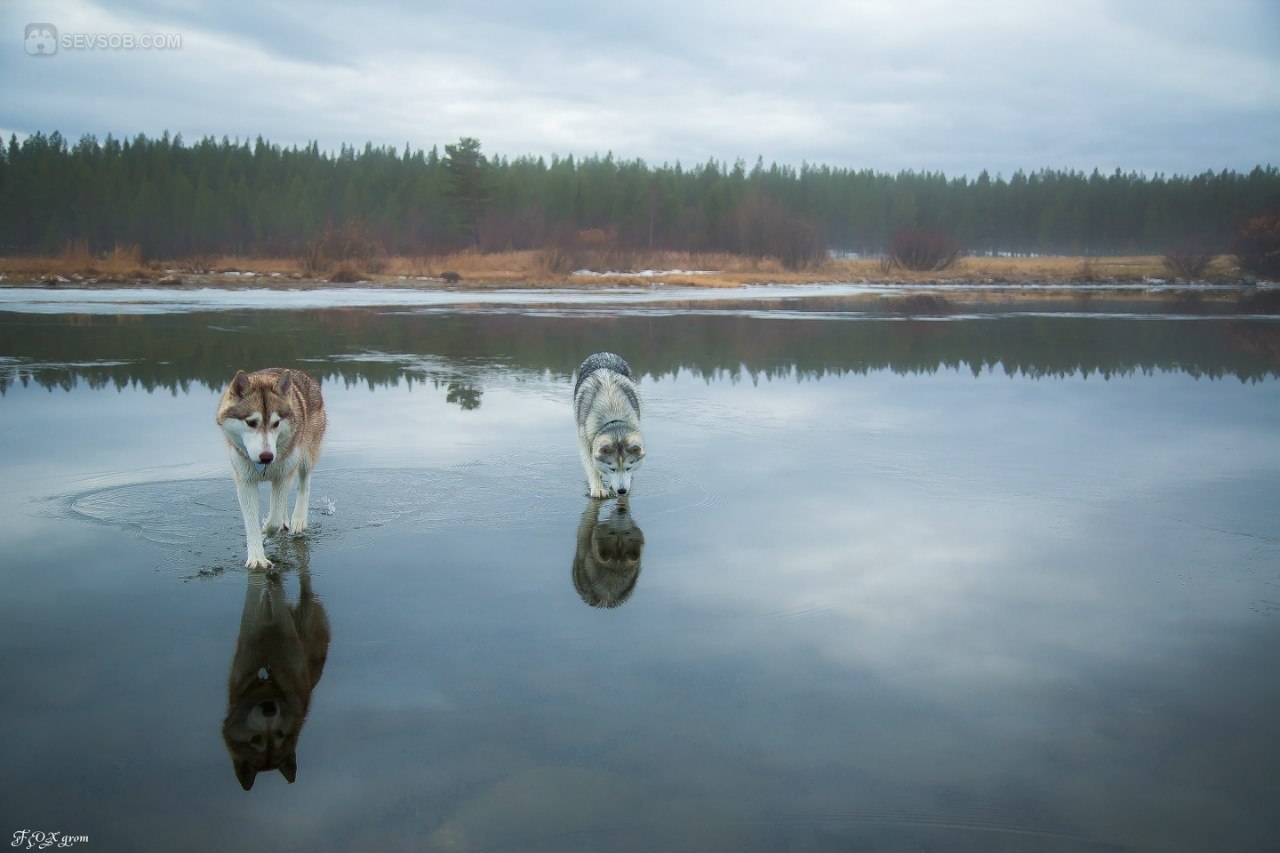 Сибирские хаски гуляют по озеру - 8