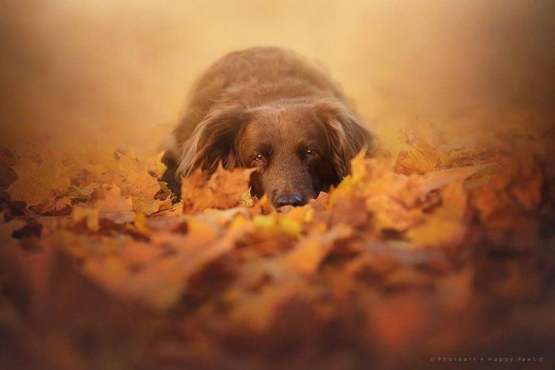 Нежнейших осенних фотографий пост - 8