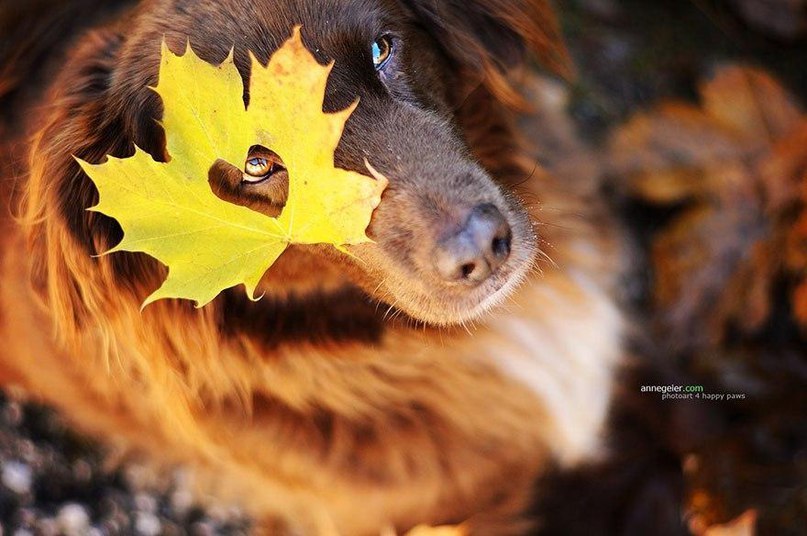 Нежнейших осенних фотографий пост - 6