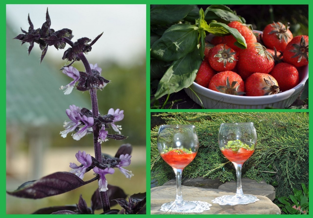 Polka z aromatem bazyliku ;)