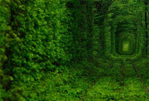 Der „Tunnel der Liebe“ – eine Krone aus Blättern, die oben geschlossen ist und thus bildet einen Tunnel, der etwa einen Kilometer lang ist und einen Abschnitt der Eisenbahnstrecke in Klevan, Ukraine, überspannt.