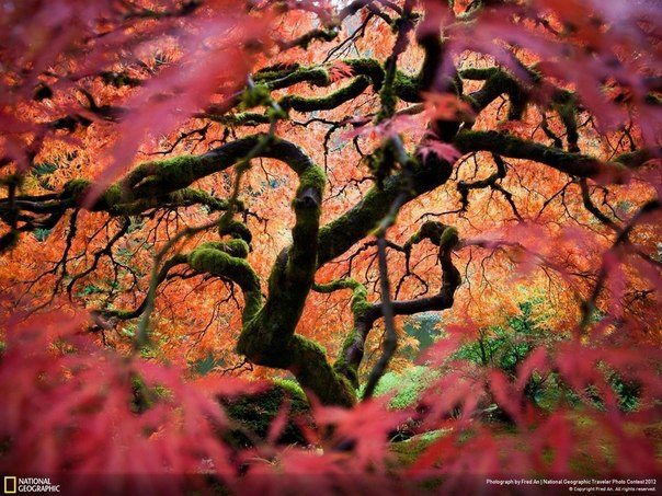 Японский сад в городе Портленд, США