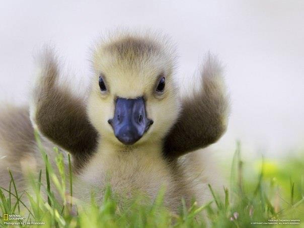 Забавный гусёнок