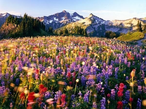 National Park Mount Rainier, USA