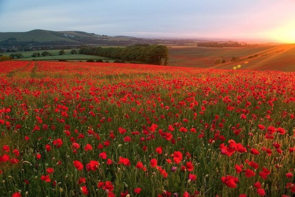 迷人的罂粟花田