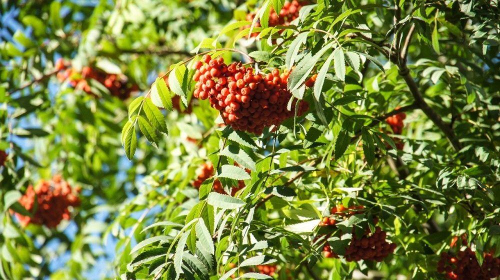 Plötzlich ein wunderschöner Beginn des herbstlichen Jahres in Sankt Petersburg. - 7