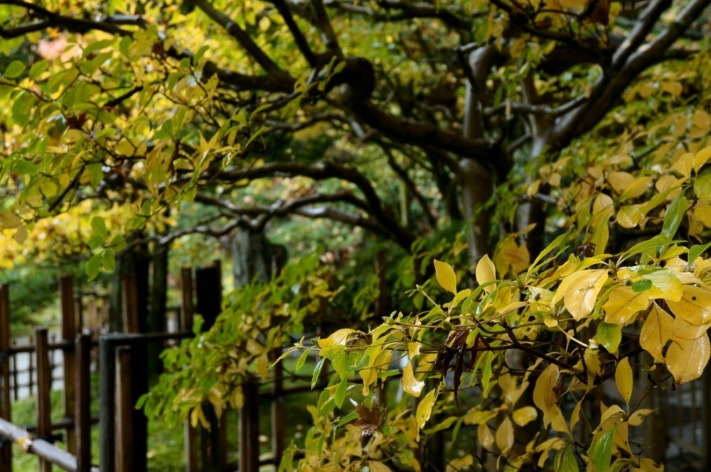 Ein japanischer Garten in den USA – genießen Sie ihn! - 6