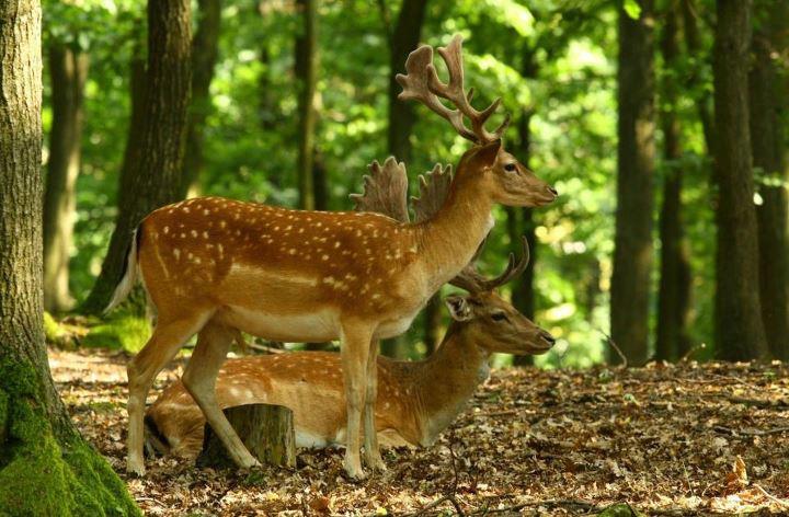 In der Abgelegenheit des Waldes