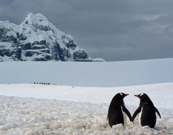 Пингвины в Порт Локрой, Антарктида