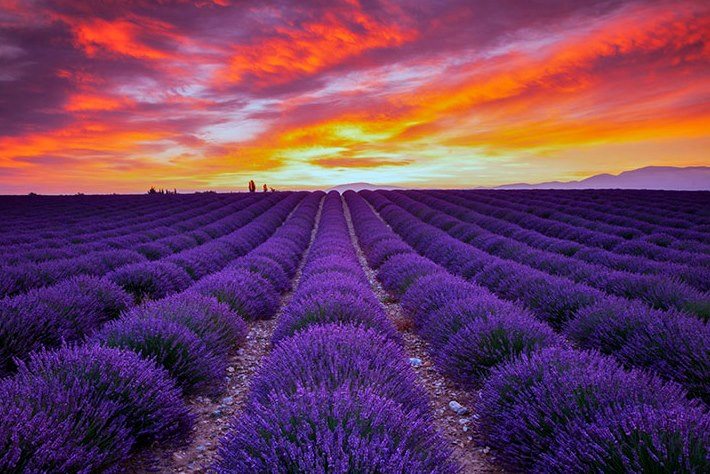 Sonnenaufgang über einem Lavendelfeld in der Provence, Frankreich