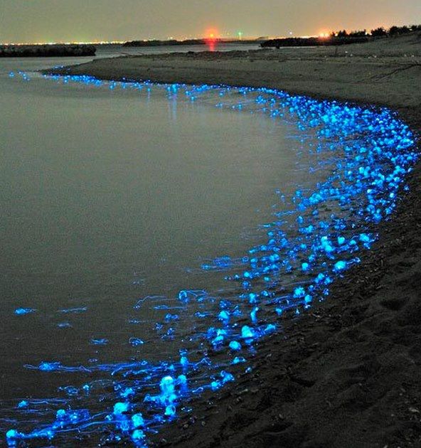 Тысячи светящихся медуз