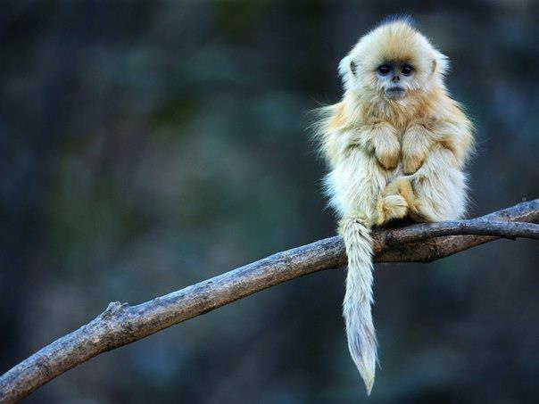 Das Jungtier der Nasenaffen